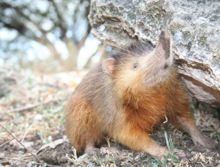 Hispaniolan solenodon