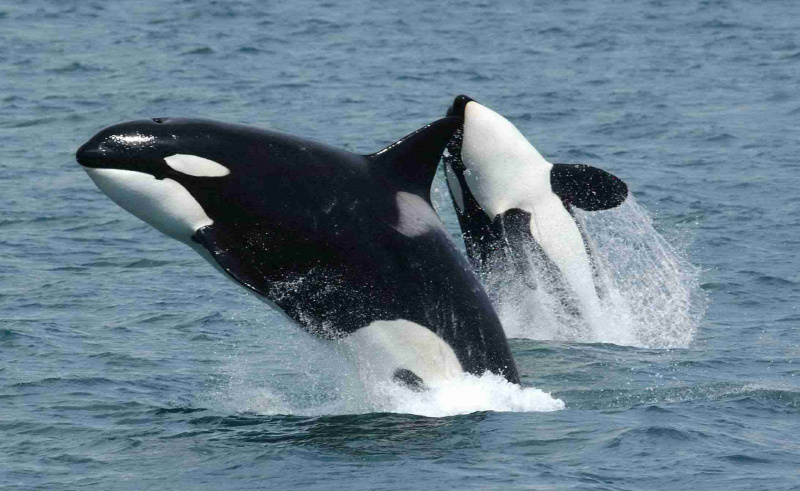 orka