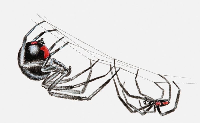 Illustrazione di una coppia di ragni vedova nera (Latrodectus sp.), femmina più grande e maschio più piccolo, appesi a testa in giù da una ragnatela nel rituale di corteggiamento.