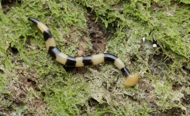 シュモクザメ フラット ワーム、Bipalium sp.、マレーシア