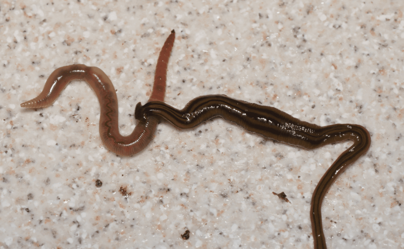 ミミズを捕獲する Bipalium kewense。研究者は、プラナリアが獲物を動けなくするために毒素を分泌すると信じています。