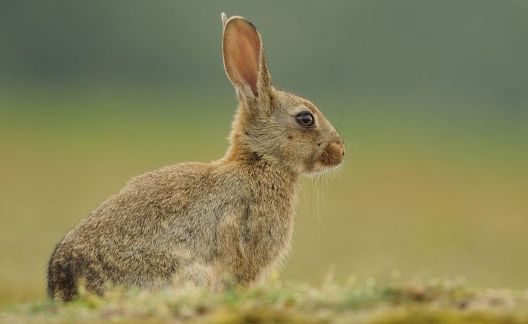Harer og kaniner - Leporidae