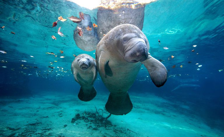 Vestindiske Manatees