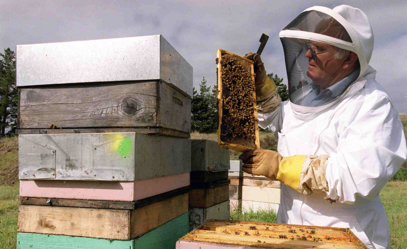 Właściciel ula Graham Cammell szuka jac . Varroa