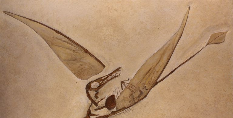 rhamphorhynchus