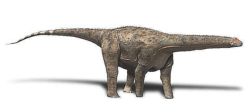 hipselozaur