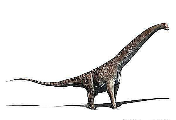 mendozazaur