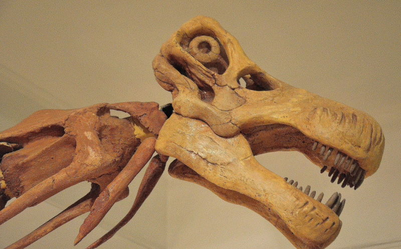 nie-megtozaur