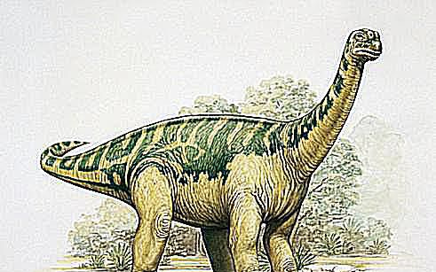 opisthocoelicaudia