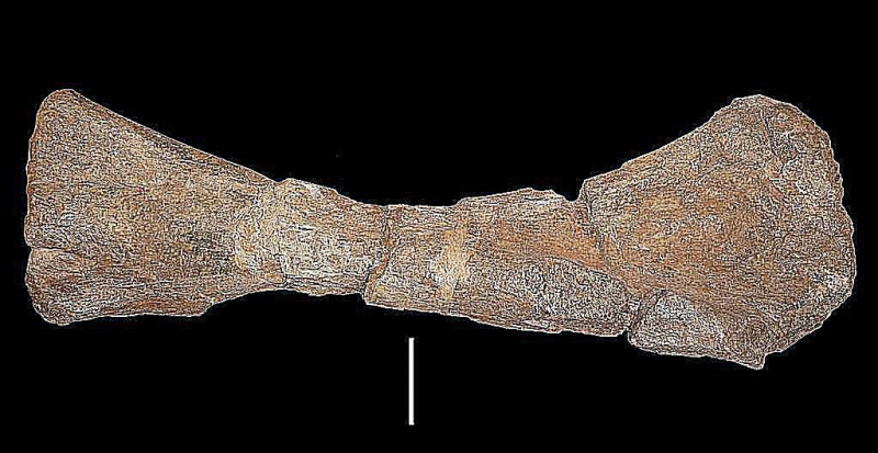 panamericansaurus