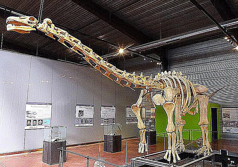 ampelozaur