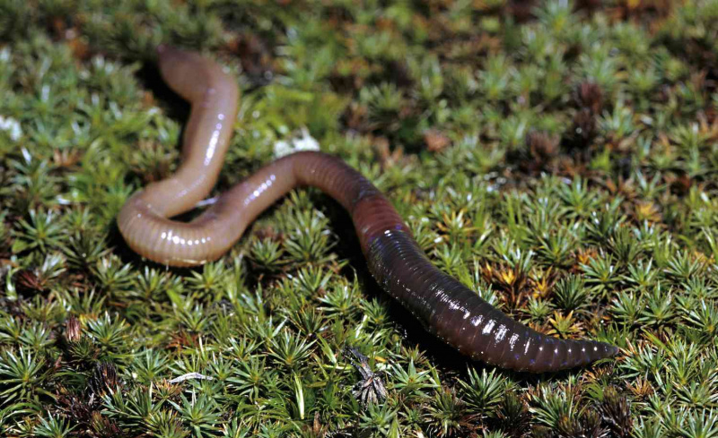 Regenwurm