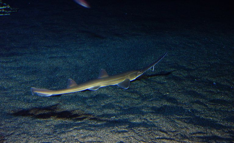 Żarłacz japoński (Pristiophorus japonicus)