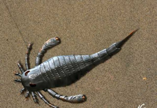 foto de Eurypterus