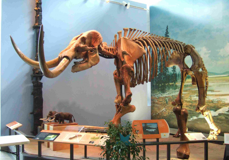 Esqueleto de mastodonte