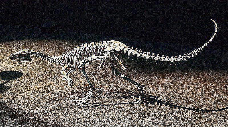 eoraptors