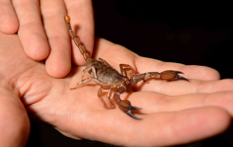 Skorpion wird in menschlichen Händen auf schwarzem Hintergrund gehalten.