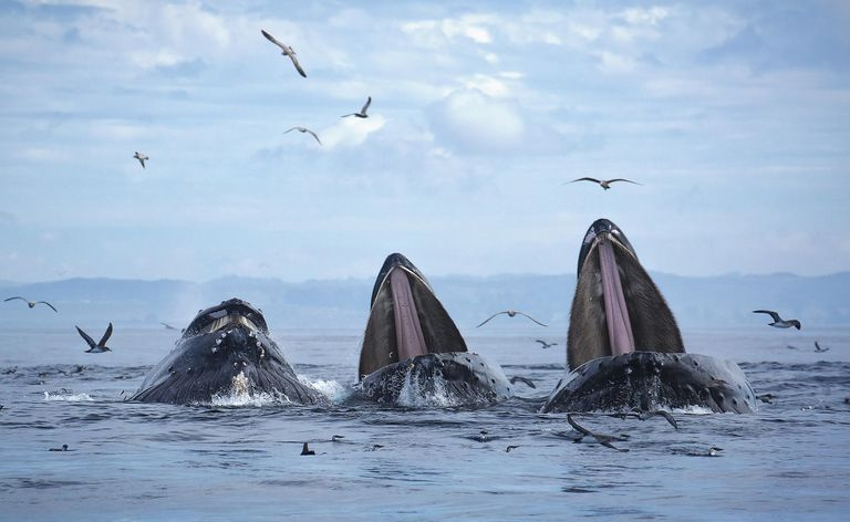Lunge Nourrir les baleines à bosse