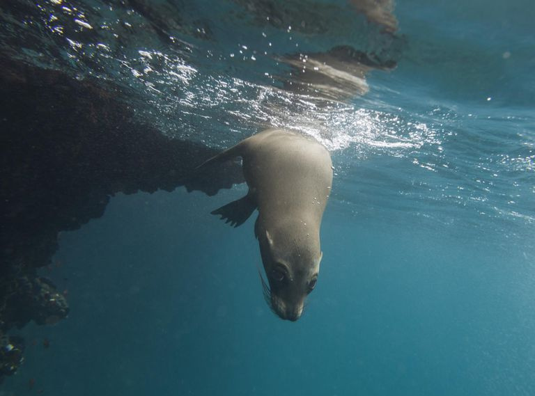 Galapagos sjøløve
