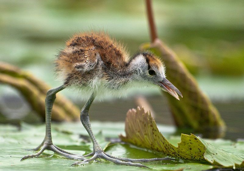 La jacana africana
