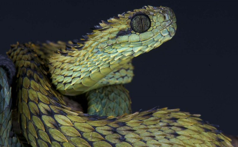 Atheris híspida