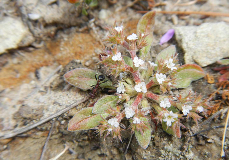 Fourmi assise sur une fleur.
