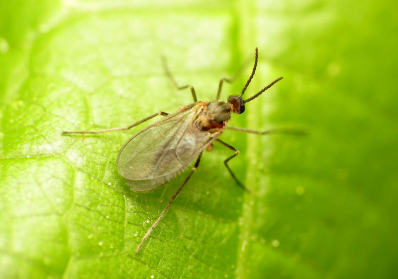 Mouche mouchetée perchée sur une feuille.