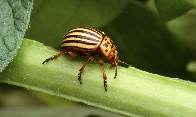 Coléoptère de la pomme de terre assis sur une feuille.