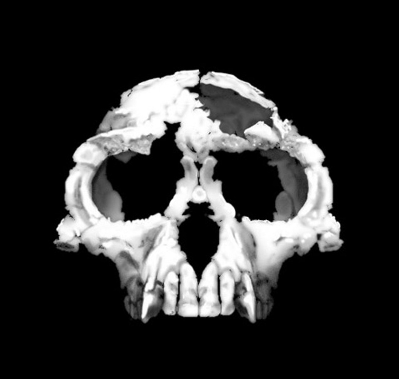 Ardipithecus ramidus-prøve