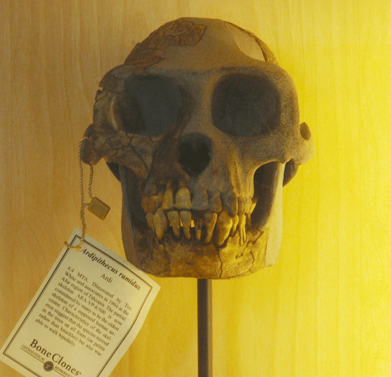 Ardipithecus hodeskalle