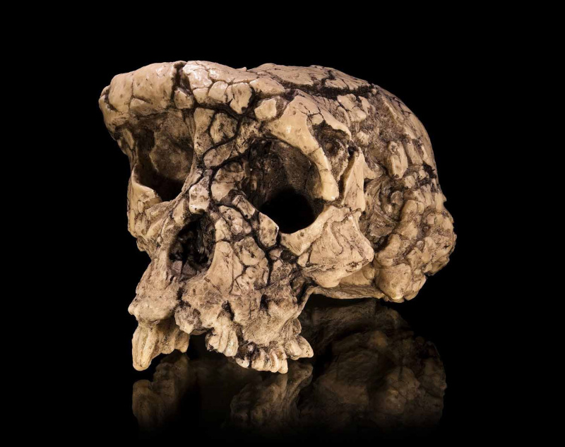 Støpt av Sahelanthropus tchadensis holotype kranium