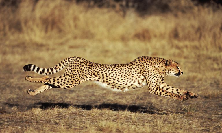 Ein Gepard verlässt beim Laufen zwischen den Sprüngen den Boden.