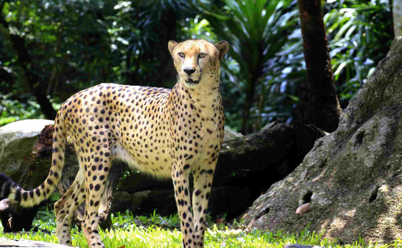 Ein Gepard hat einen aerodynamischen, schlanken Körperbau.