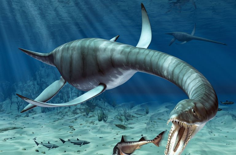 Plesiosaurus