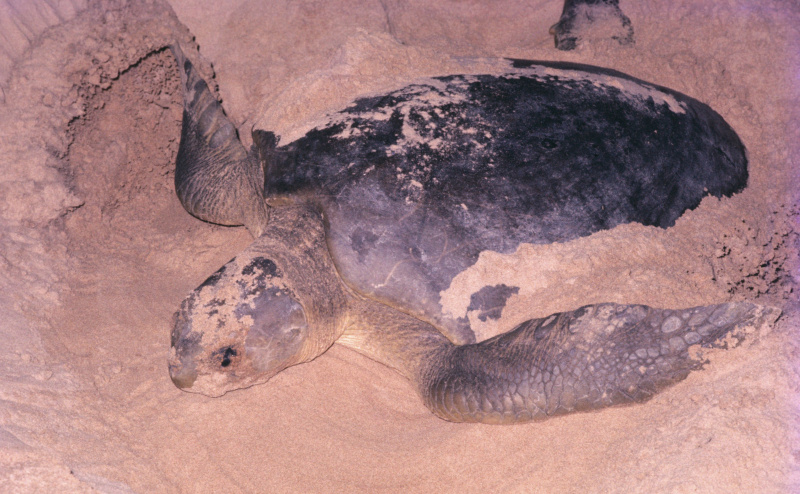 Tortue à dos plat creusant dans le sable, Territoire du Nord, Australie