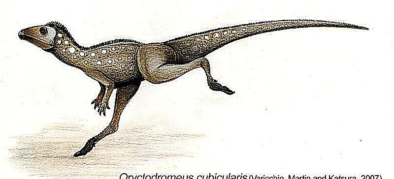 oryctodromeus