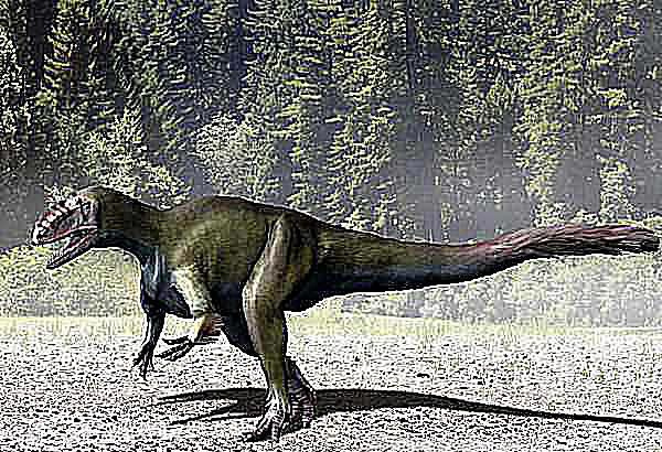 yutyrannus