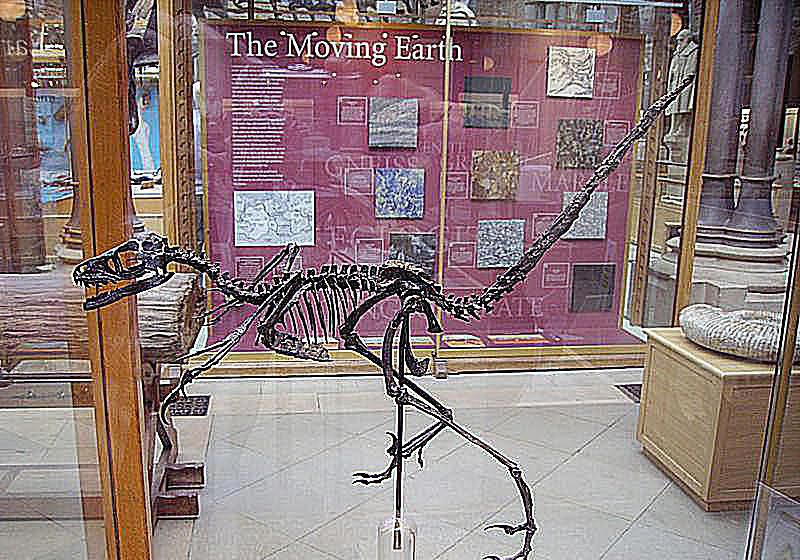 bambiraptor