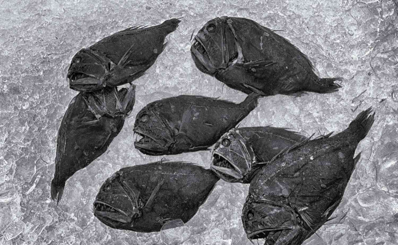 Pesce dente di zanna