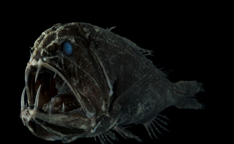 Pesce dente di zanna