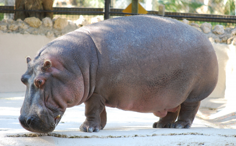 Ippopotamo in uno zoo