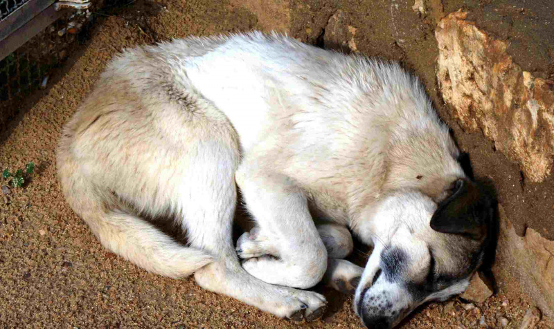 Un cane che dorme per terra
