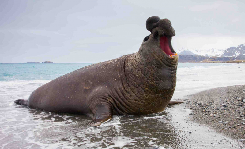 Elefante marino del sud