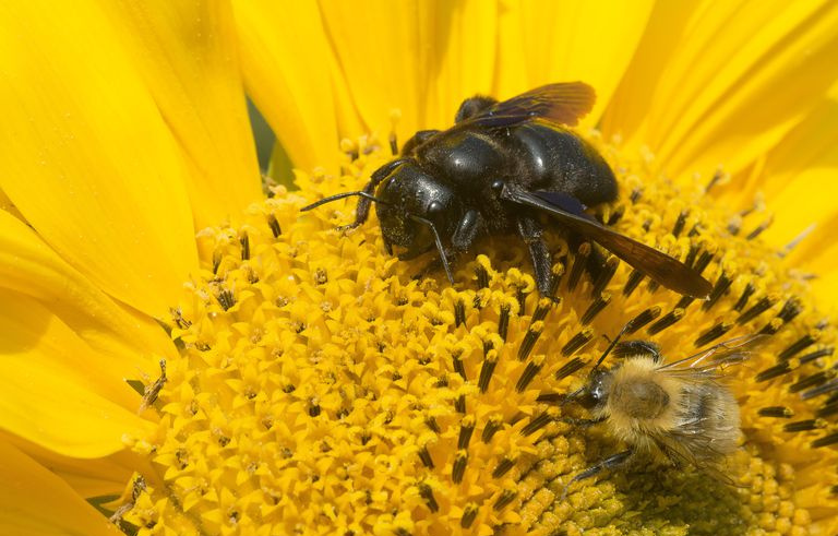 Carpenter bee og Carder Bumblebee på en solsikke