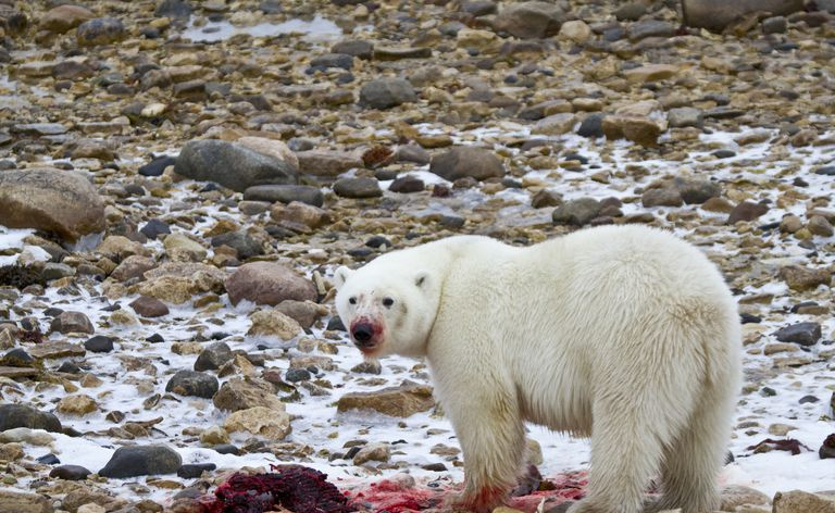 Oso polar comiendo foca