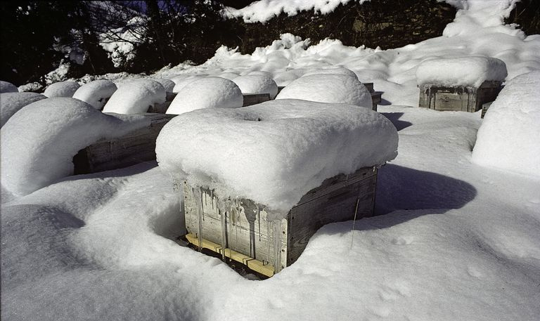Honigbienenstöcke im Schnee.