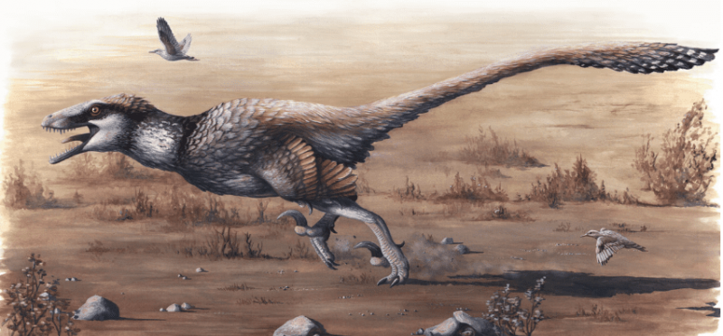 dakotaraptor