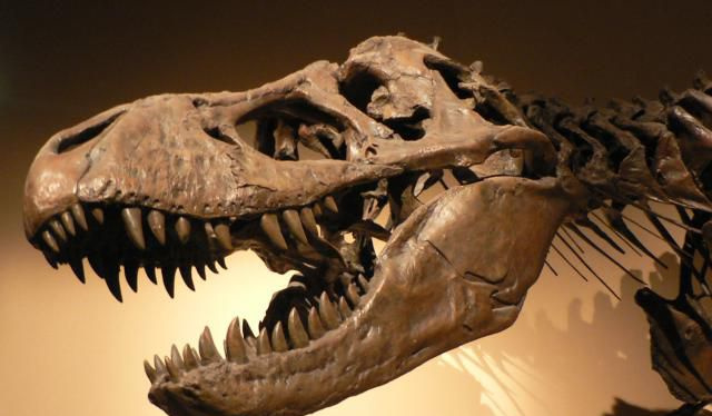 tyranozaur rex