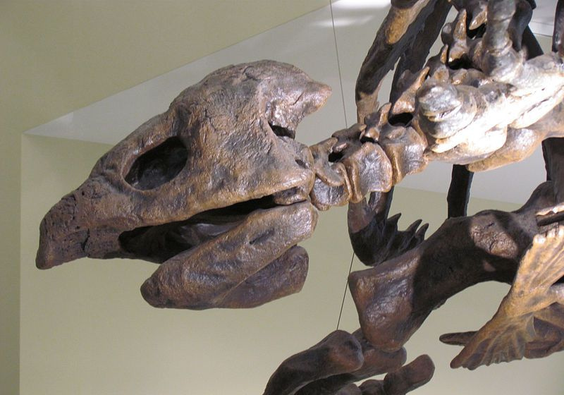 archelon