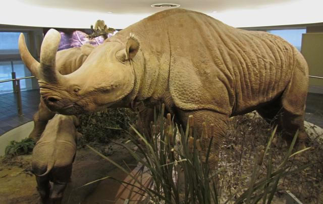 brontotherium